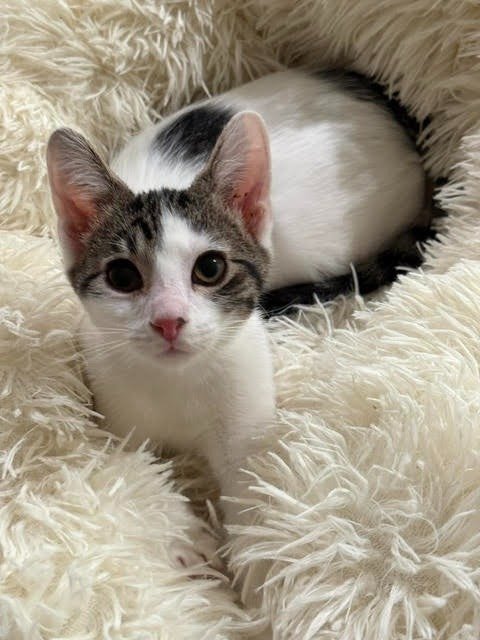 KU - Domestic Short Hair available for adoption