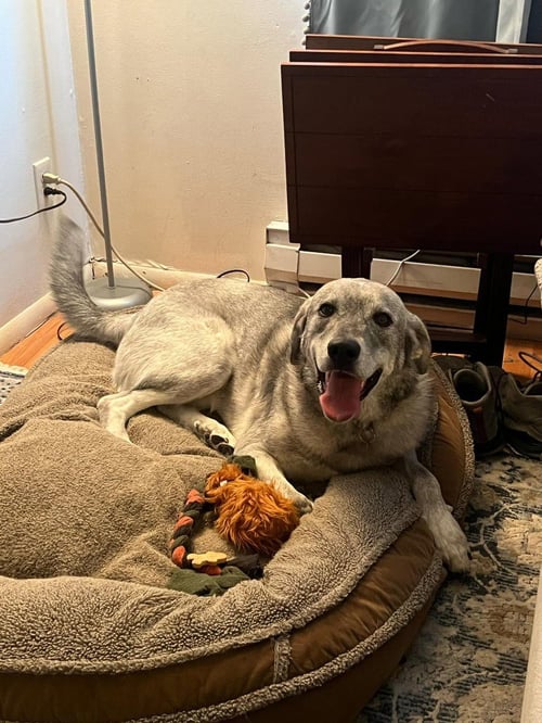 ANDRE - Great Pyrenees / Husky available for adoption