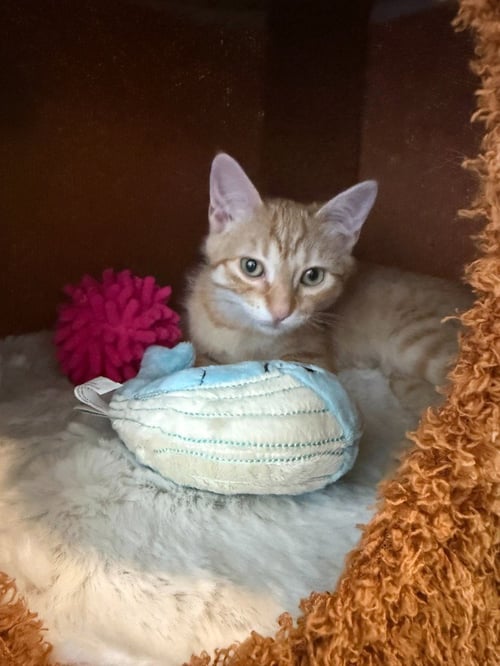 TINGO - Domestic Short Hair available for adoption