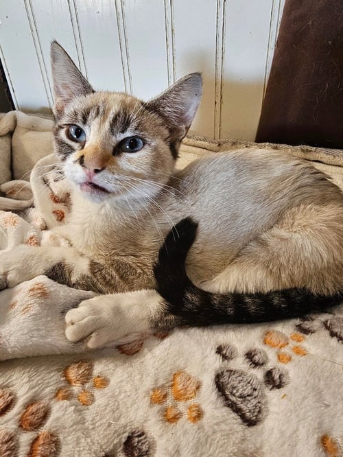 GOLDIE - Domestic Short Hair available for adoption