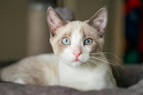 MAEVE - Domestic Short Hair available for adoption