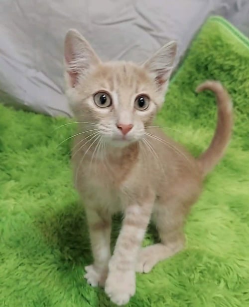 BERTIE BOTTS - Domestic Short Hair available for adoption