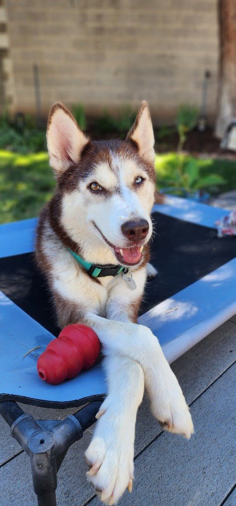 BARBRA STREISAND "BABS - Husky available for adoption