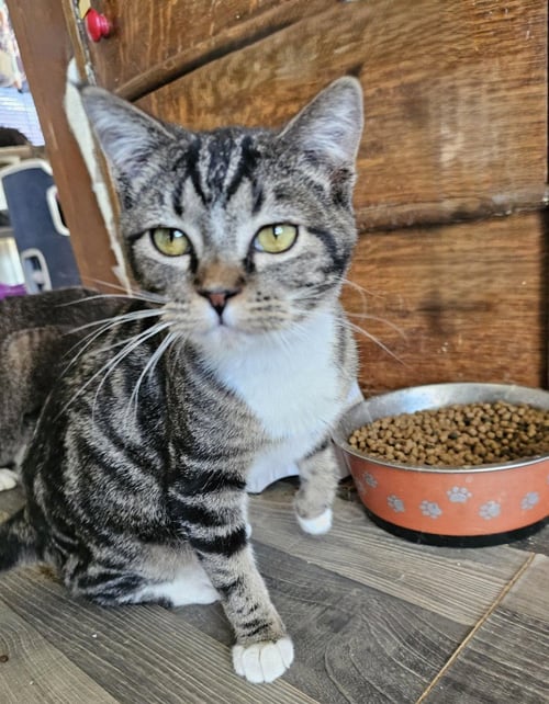 GUMDROP - Domestic Short Hair available for adoption