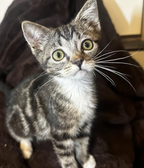 GUMDROP - Domestic Short Hair available for adoption
