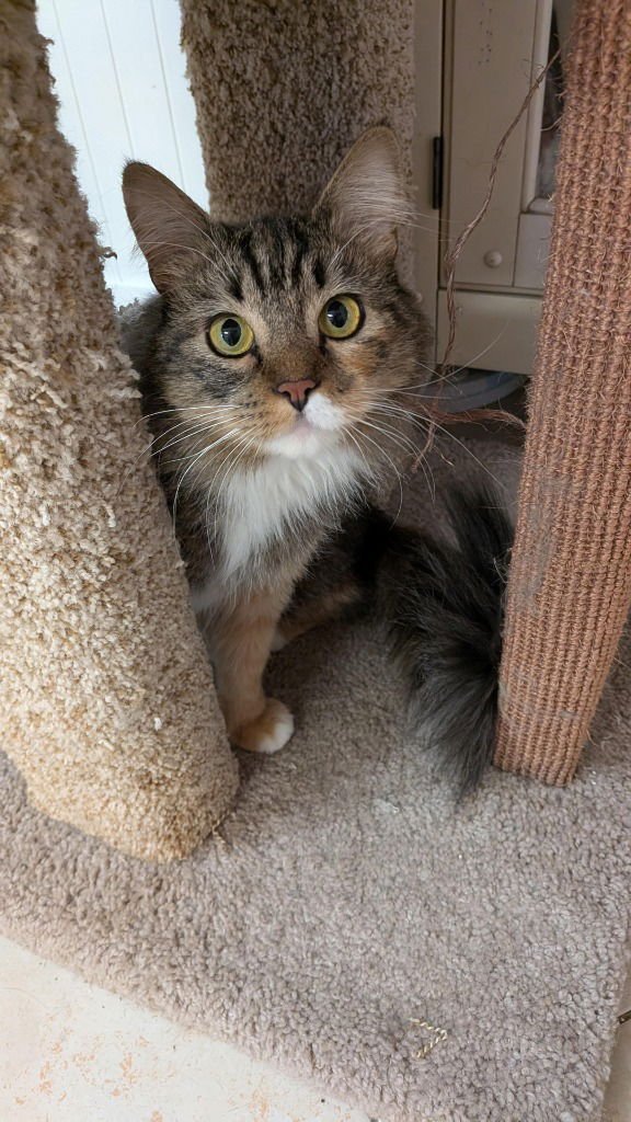 MARY - Domestic Short Hair available for adoption