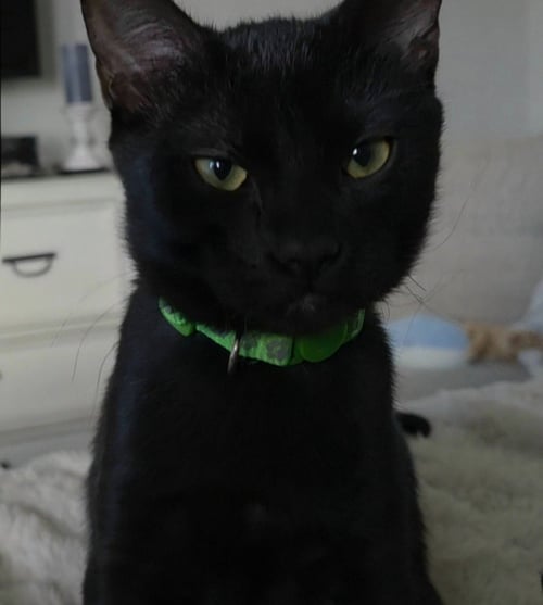 CHAD - Domestic Short Hair available for adoption