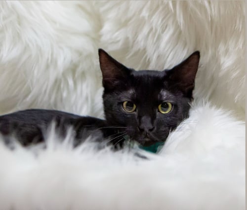 CHAD - Domestic Short Hair available for adoption