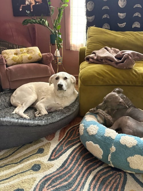 EMMA - Great Pyrenees available for adoption