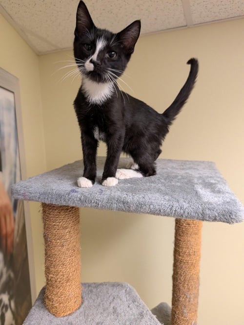 ZORRO - Domestic Short Hair available for adoption