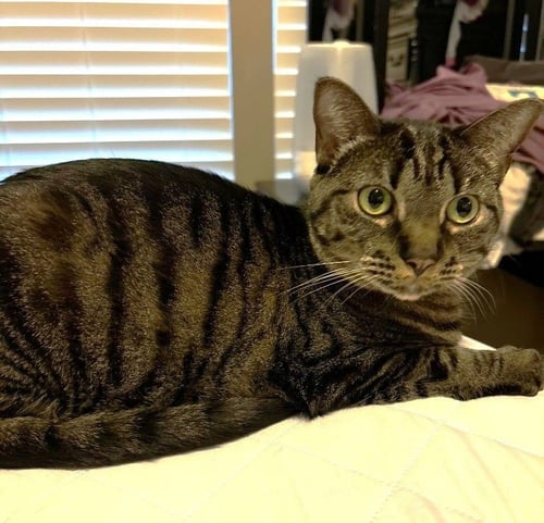 COSETTE - Domestic Short Hair available for adoption