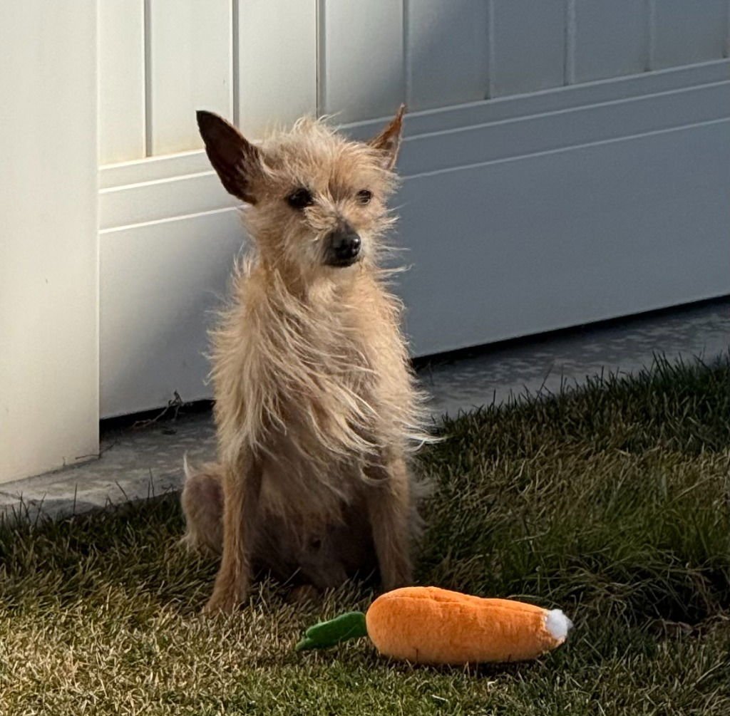 WYLIE - Chihuahua / Terrier for adoption in Salt Lake City