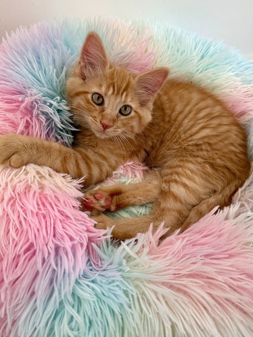 JEFF - Domestic Short Hair available for adoption