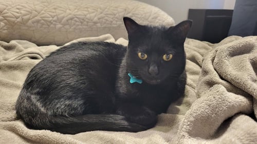 SOCKS - Domestic Short Hair available for adoption