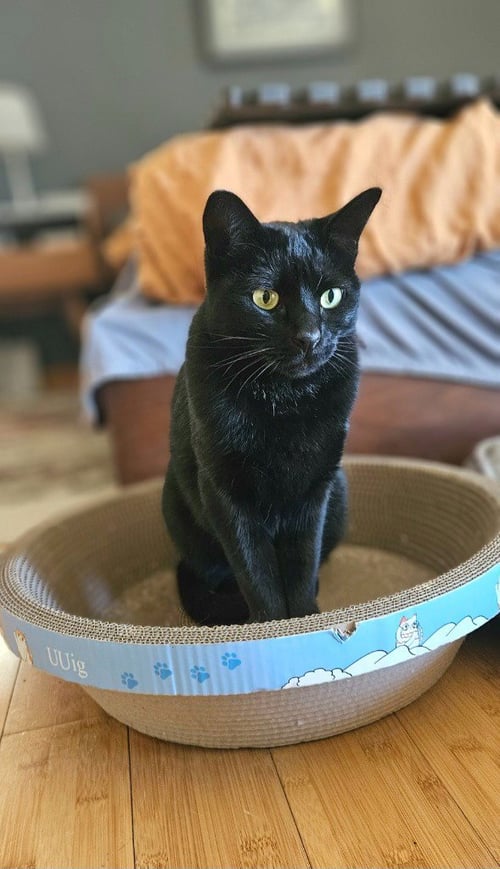 SOCKS - Domestic Short Hair available for adoption