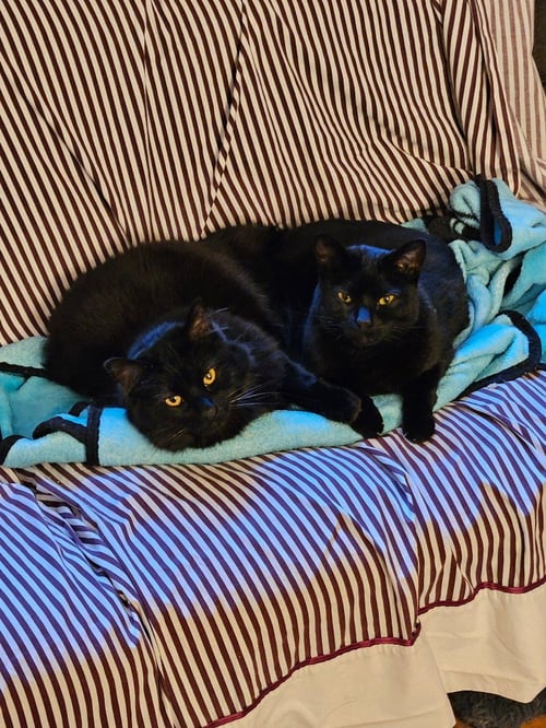 SOCKS - Domestic Short Hair available for adoption