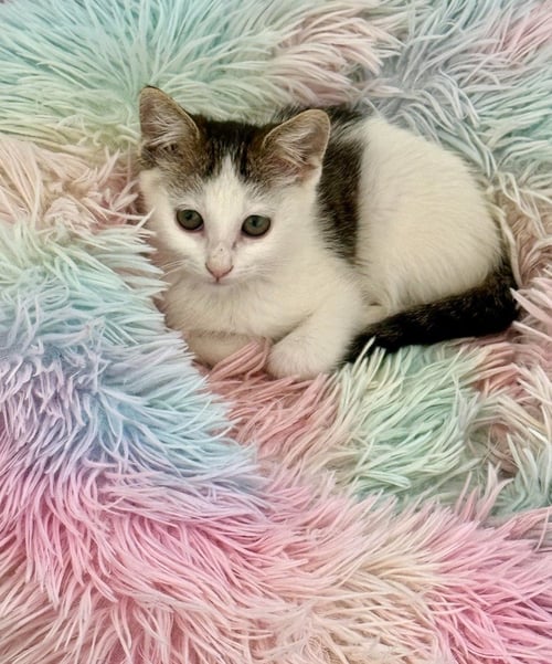 EMBER PULASKI - Domestic Short Hair available for adoption