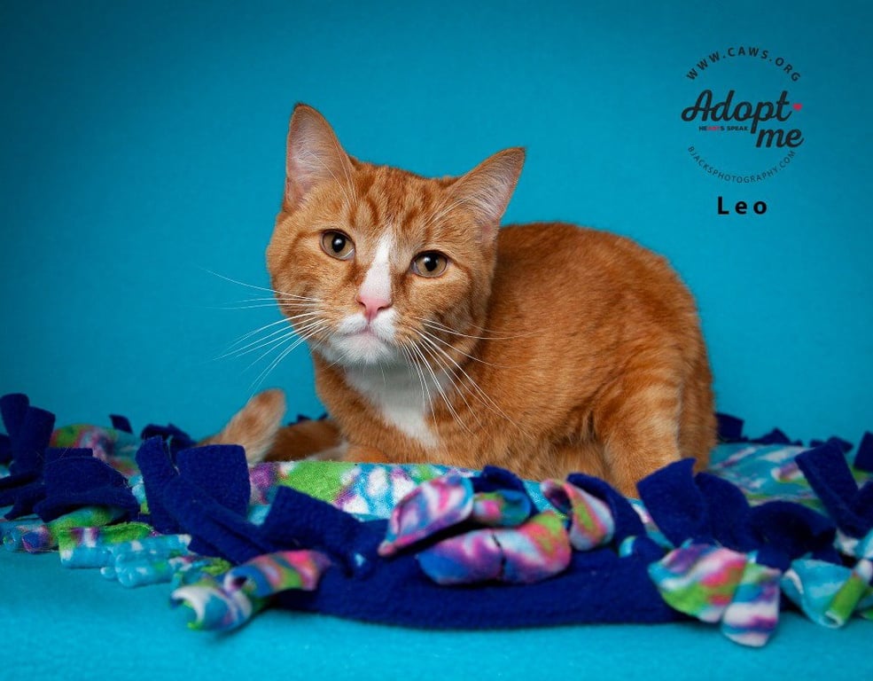 Leo Image