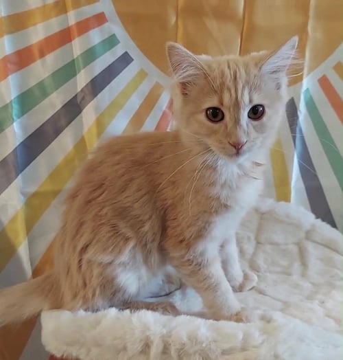SYLVIA - Domestic Long Hair available for adoption