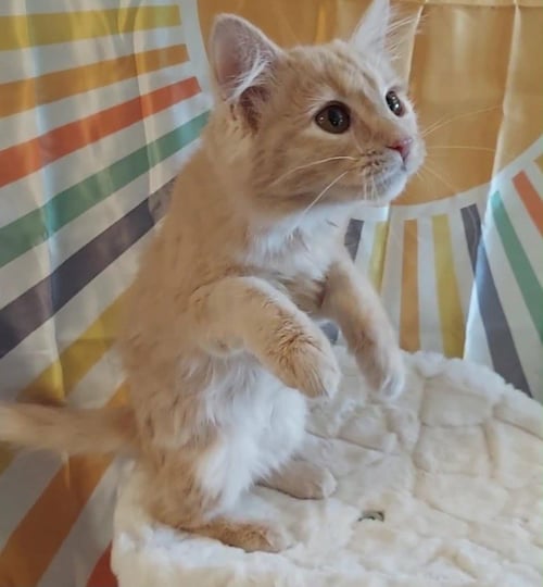 SYLVIA - Domestic Long Hair available for adoption