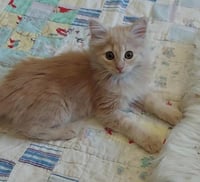 Sylvia - Photo 3