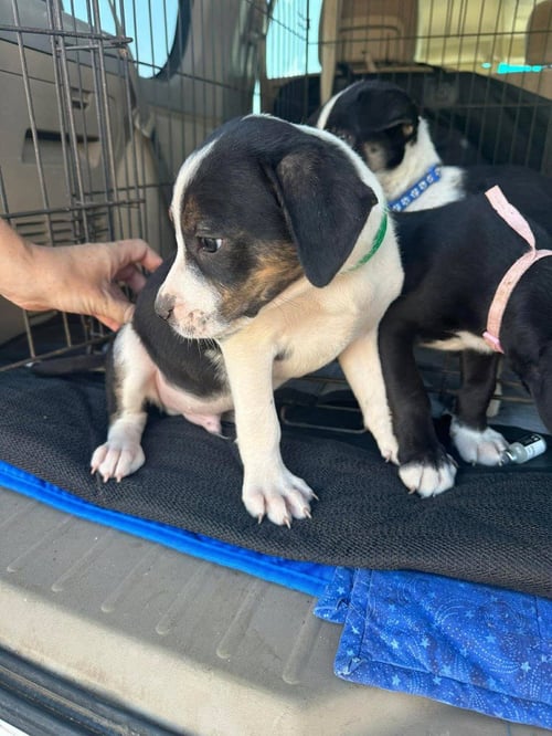 BODIE - Cattle Dog available for adoption