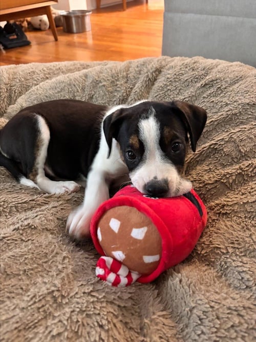 BODIE - Cattle Dog available for adoption