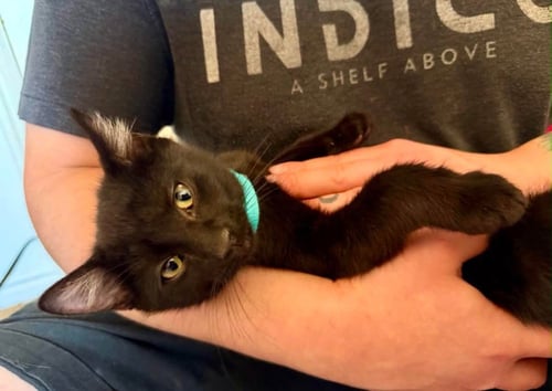 HAM - Domestic Short Hair available for adoption