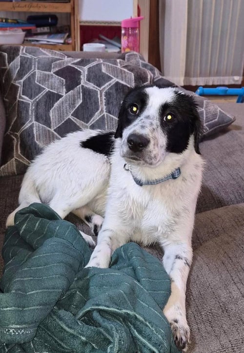 DOS - Border Collie / Labrador Retriever for adoption in Salt Lake City