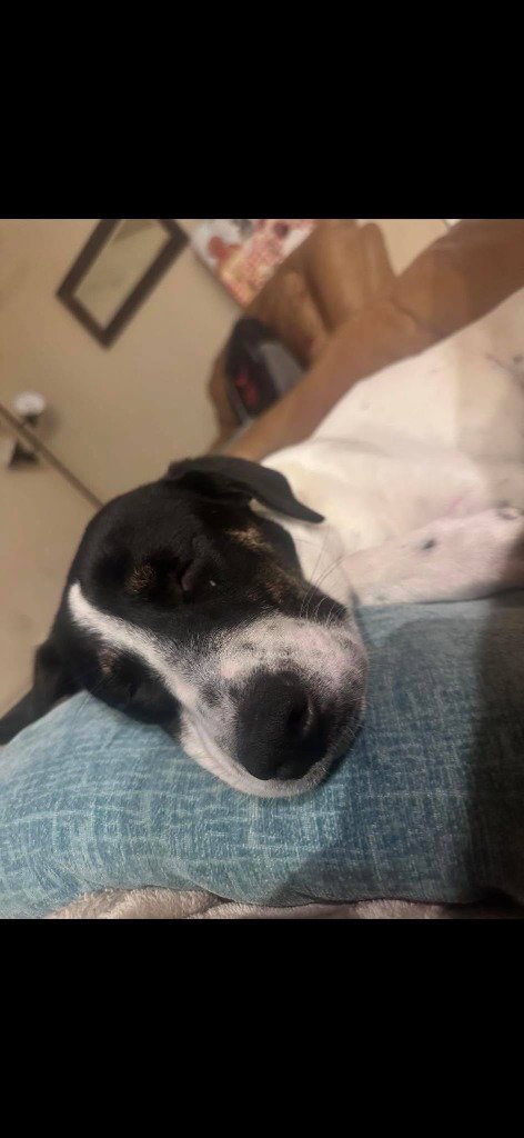 DOS - Border Collie / Labrador Retriever available for adoption
