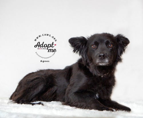 AGNES - Cattle Dog available for adoption
