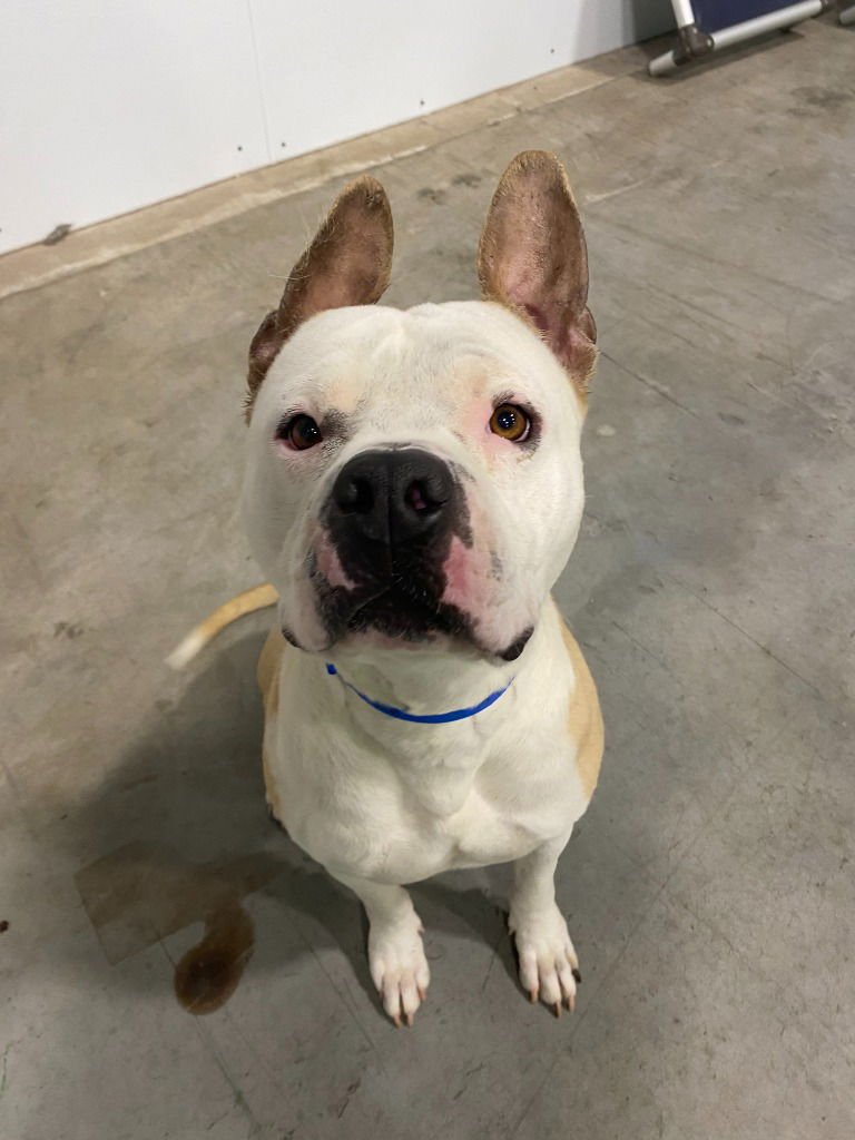 MAUI - Pit Bull Terrier for adoption in Salt Lake City