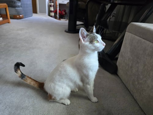 KIWEE - Domestic Short Hair available for adoption