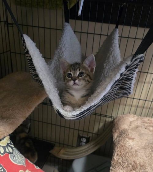 HAZEL - Domestic Short Hair available for adoption