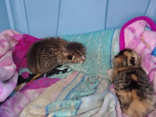 HAZEL - Domestic Short Hair available for adoption