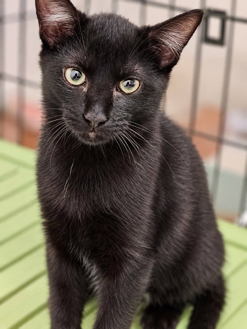 LARS - Domestic Short Hair available for adoption