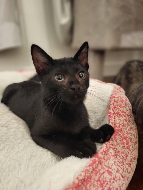 LARS - Domestic Short Hair available for adoption