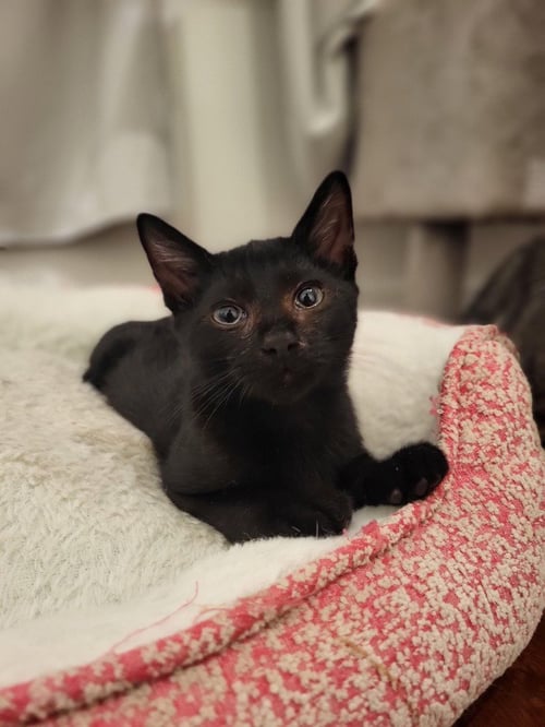 LARS - Domestic Short Hair available for adoption