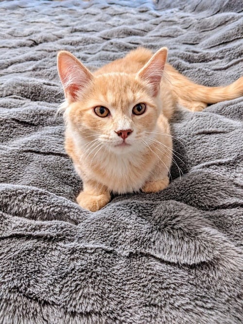 SPICE - Domestic Medium Hair available for adoption