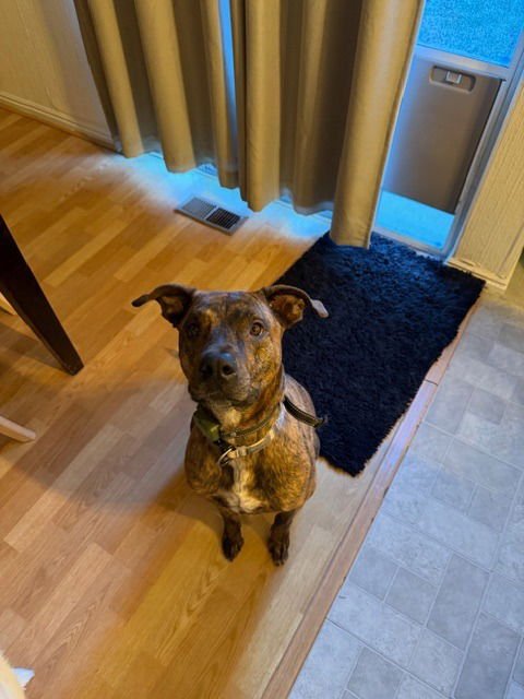 CHURRO - Rottweiler / Boxer available for adoption