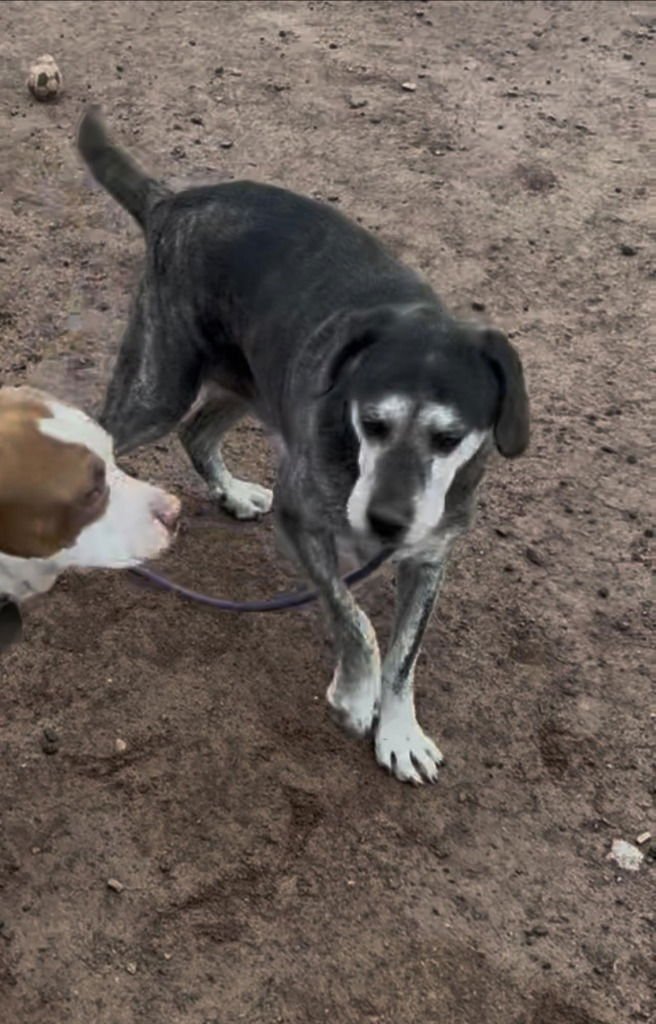 JACK JACK - Black Labrador Retriever / Hound for adoption in Salt Lake City