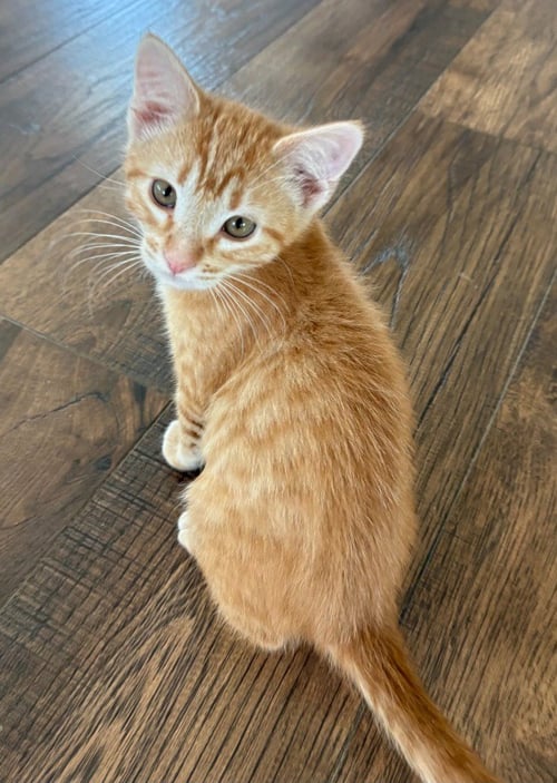 TEX - Domestic Short Hair available for adoption