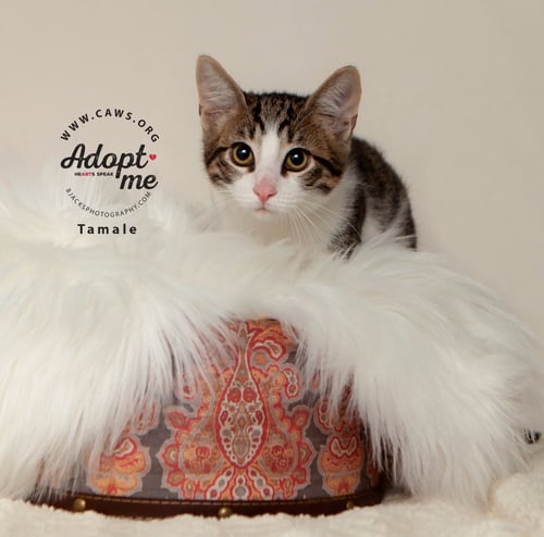 TAMALE - Domestic Short Hair available for adoption