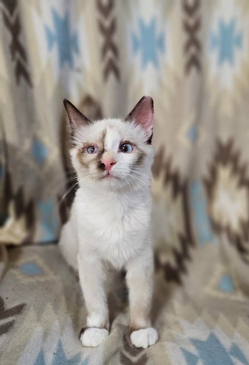 TAYBERRY - Domestic Short Hair available for adoption