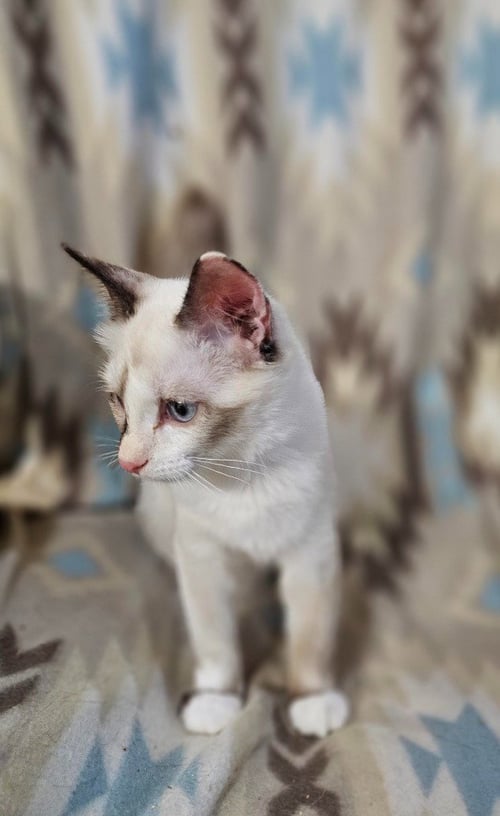 TAYBERRY - Domestic Short Hair available for adoption