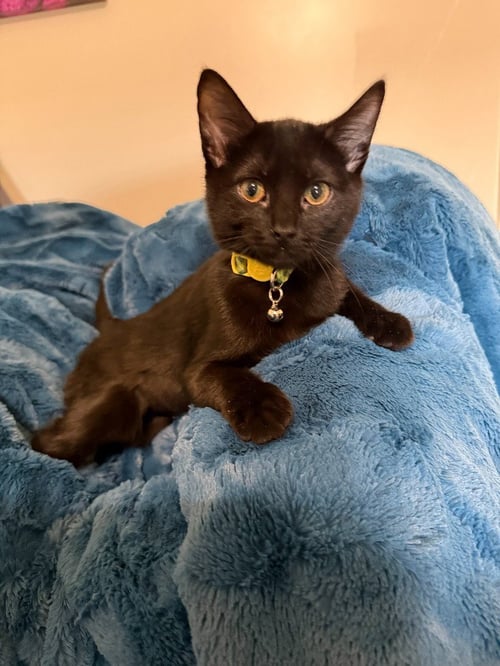 ASHES - Domestic Short Hair available for adoption