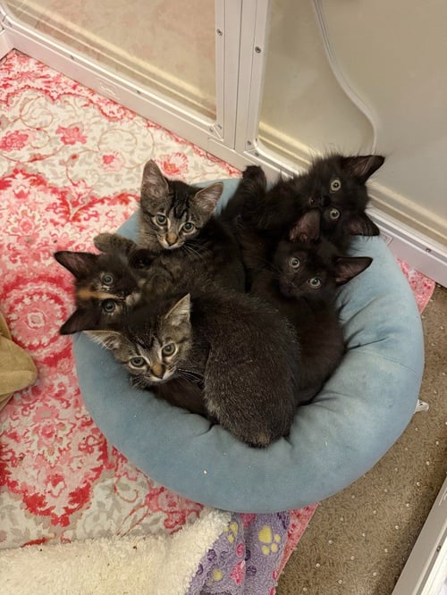 ASHES - Domestic Short Hair available for adoption