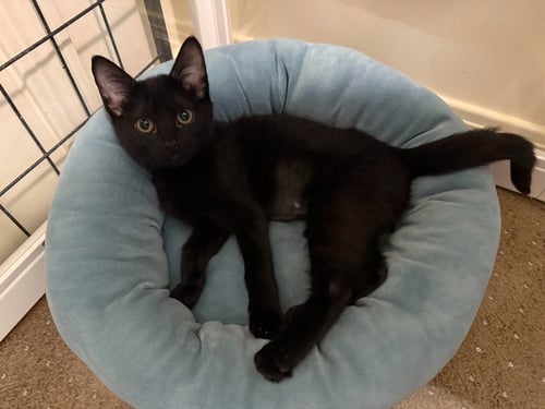 ASHES - Domestic Short Hair available for adoption