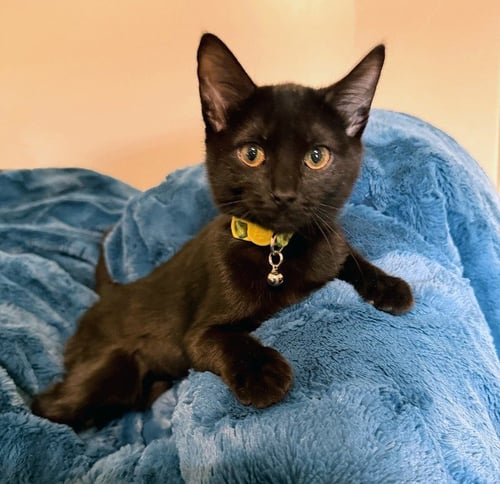 ASHES - Domestic Short Hair available for adoption