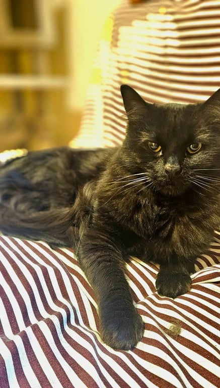 Mittens Image